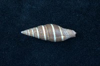 藏品(黑筆螺)的圖片